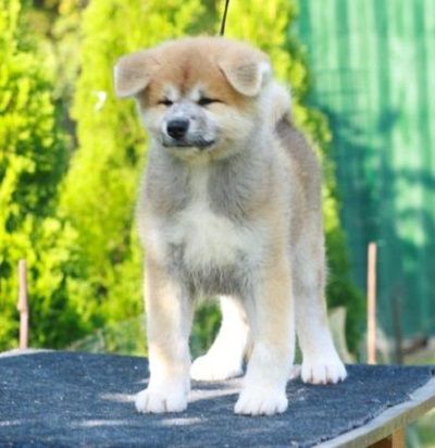 Akita Inu 